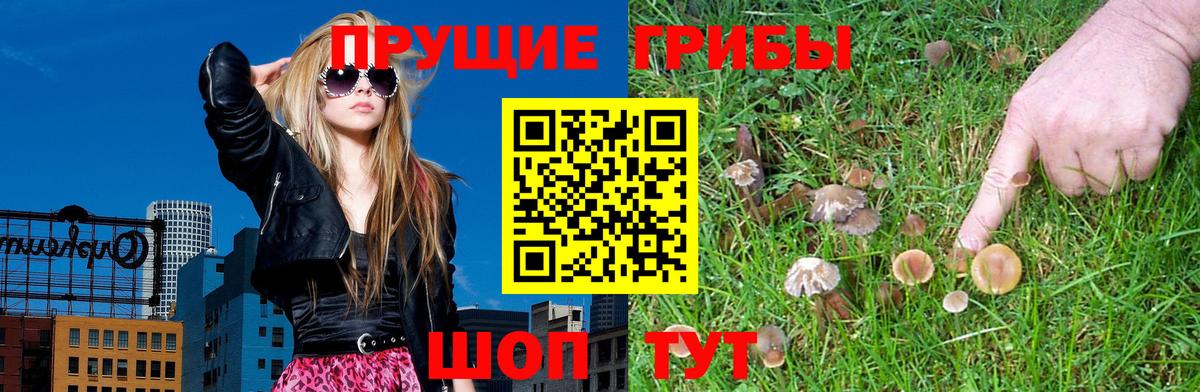 Галлюциногенные грибы Cubensis Коркино